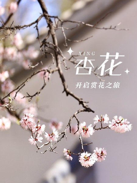 追花指南第六期！杏花雨 楊柳風(fēng) 北京最美的杏花在這里