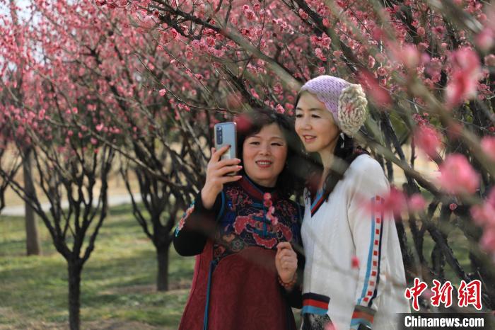 市民在梅花樹下拍照。　鄧小強(qiáng) 攝