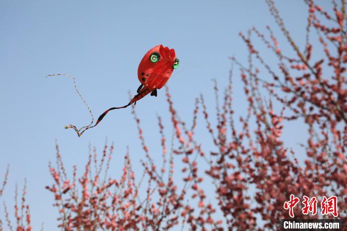 風(fēng)箏在花中飛舞。　鄧小強(qiáng) 攝