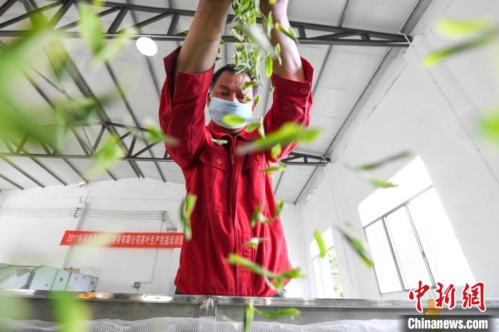 村民將茶葉攤青晾干。　楊華峰 攝