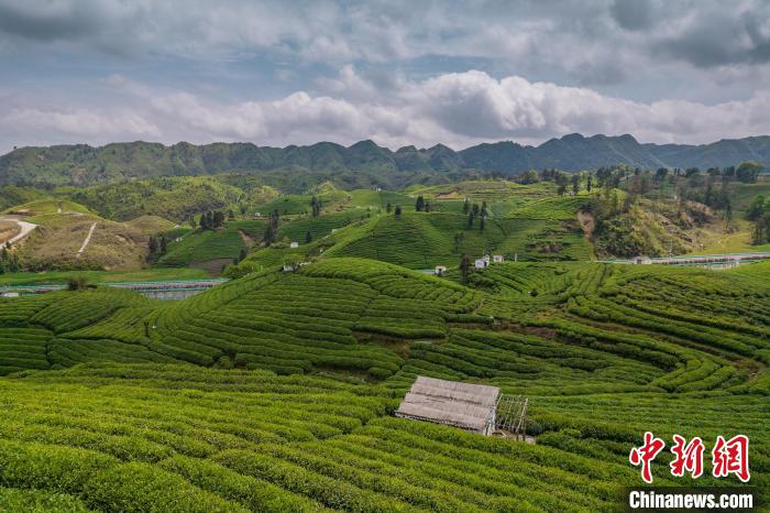 貴定縣云霧茶園?！√普?攝