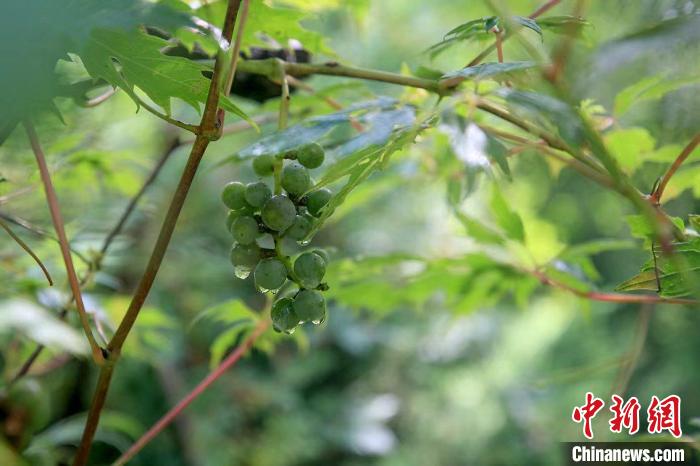 野生動物在北京：如何筑牢生物多樣性“保護(hù)網(wǎng)”？