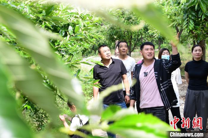 游客在欣賞栗樹(shù)花?！『略破?攝