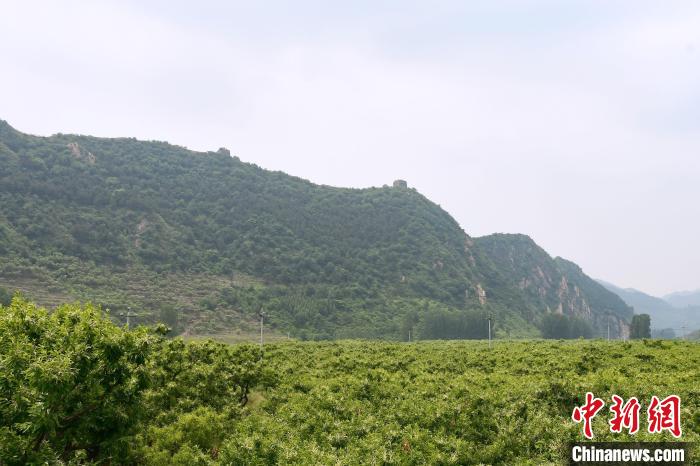 長(zhǎng)城腳下萬(wàn)畝栗花綻放，散發(fā)出淡淡清香?！『略破?攝