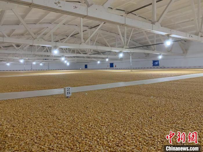 倉內(nèi)清涼干爽、遍地金黃，上千平方米的糧食盡收眼底?！⊥趸萘?攝
