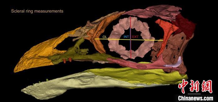 熱河鳥STM3-8化石標(biāo)本的鞏膜環(huán)復(fù)原及測量示意圖?！『?供圖
