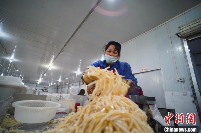 圖為一名工人正在處理切成條狀后的酸筍。　韋國(guó)政 攝