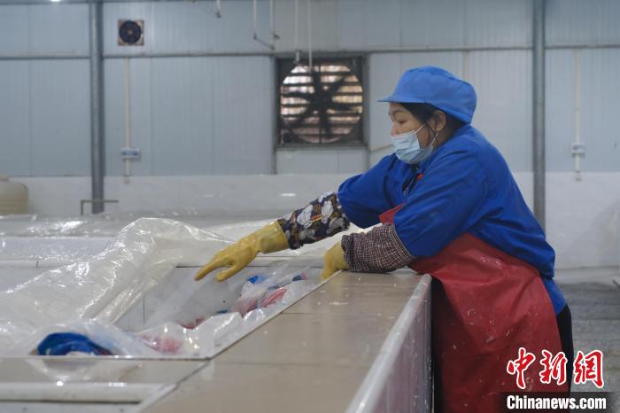 圖為一名工人正在檢查酸筍腌制情況?！⒖÷?攝