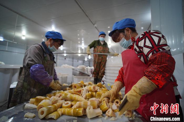 圖為多名工人正在將酸筍切成小塊?！№f國(guó)政 攝