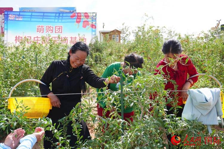 中寧縣來(lái)自西海固的移民大姐們一邊采摘新鮮枸杞一邊歌唱，笑由心生。人民網(wǎng)記者 何蒨攝