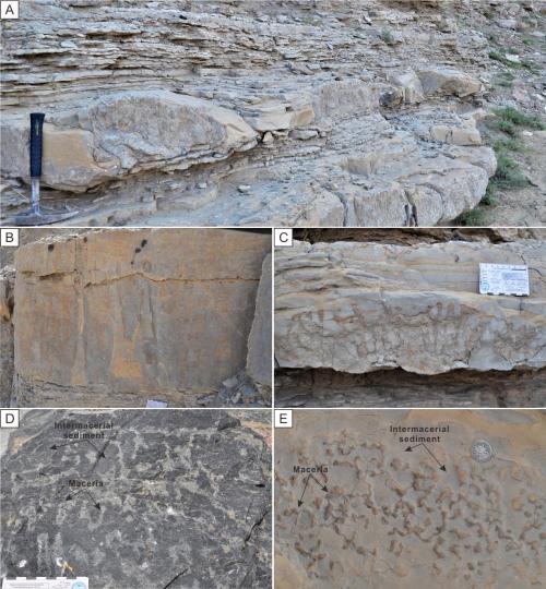 寒武系生物礁沉積模式示意圖?！∧瞎潘?供圖