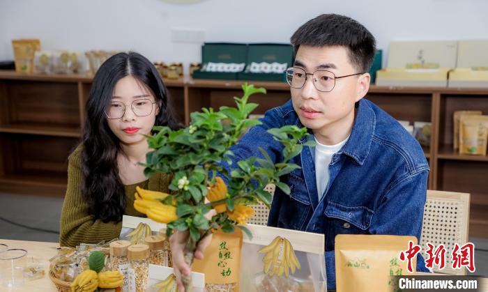 北山口村的佛手電商直播。　主辦方供圖