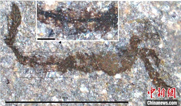 一個類似于寒武紀大附肢綱節(jié)肢動物Yohoia的新物種(圖片來自Joe Botting)。　施普林格·自然 供圖