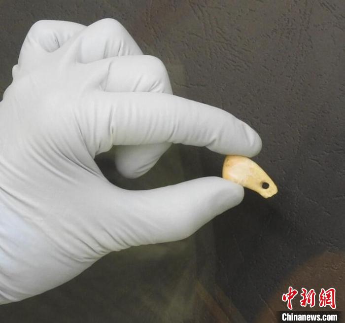 打孔鹿牙墜飾提取DNA后(圖片來(lái)自馬克斯·普朗克演化人類學(xué)研究所)?！∈┢樟指瘛ぷ匀?供圖