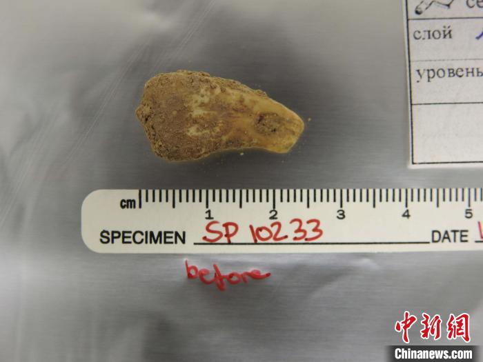 打孔鹿牙墜飾提取DNA前(圖片來(lái)自馬克斯·普朗克演化人類學(xué)研究所)?！∈┢樟指瘛ぷ匀?供圖