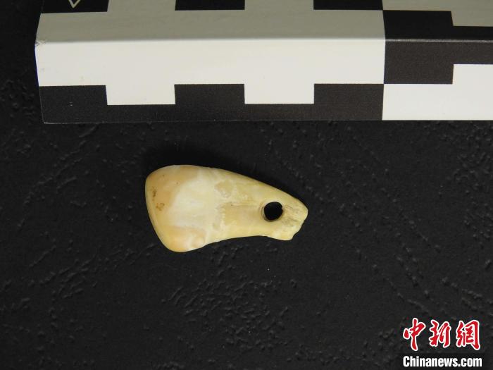 在南西伯利亞丹尼索瓦洞發(fā)現(xiàn)的打孔鹿牙墜飾(圖片來(lái)自馬克斯·普朗克演化人類學(xué)研究所)?！∈┢樟指瘛ぷ匀?供圖