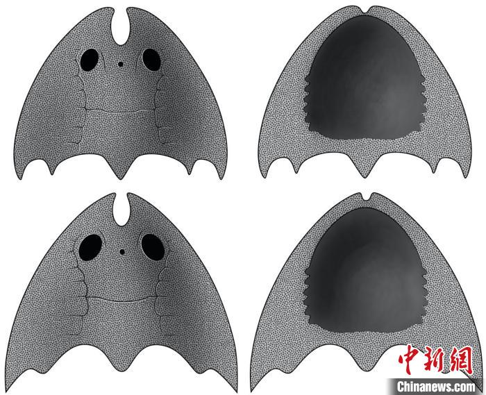 九江江夏魚(上)和后棘江夏魚(下)(史愛娟/繪)?！≈锌圃汗偶棺邓?供圖