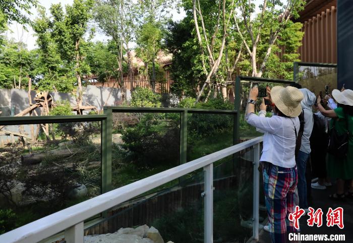 海外華文媒體近距離參觀大熊貓，探尋大熊貓的“大運(yùn)情緣”?！⊥趵?攝