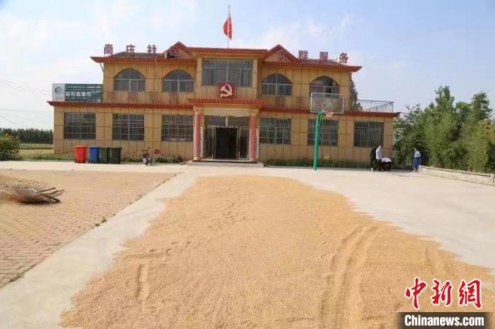 農(nóng)民在邳莊鎮(zhèn)尚莊村黨群服務(wù)中心大院里曬糧。　賈萌 攝