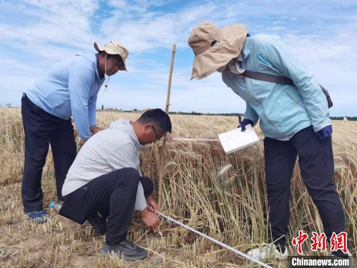 去年新疆冬小麥高產(chǎn)紀錄是863.8公斤?！⊙Μ| 攝
