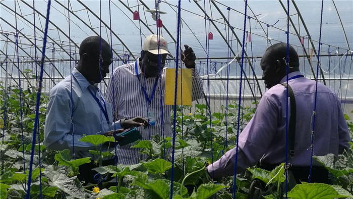 孫釗向當(dāng)?shù)剞r(nóng)戶講解粘蟲板工作原理。受訪者供圖