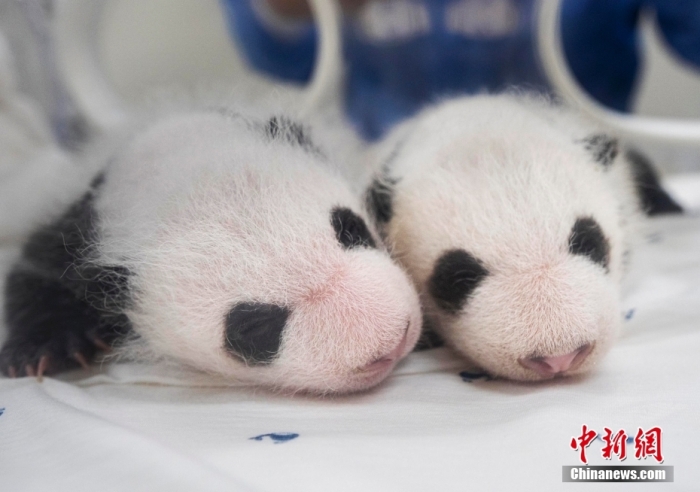 當(dāng)?shù)貢r間8月7日，韓國三星愛寶樂園公布雌性雙胞胎大熊貓幼崽(左為姐姐，右為妹妹)于6日拍攝的滿月照。愛寶樂園 供圖