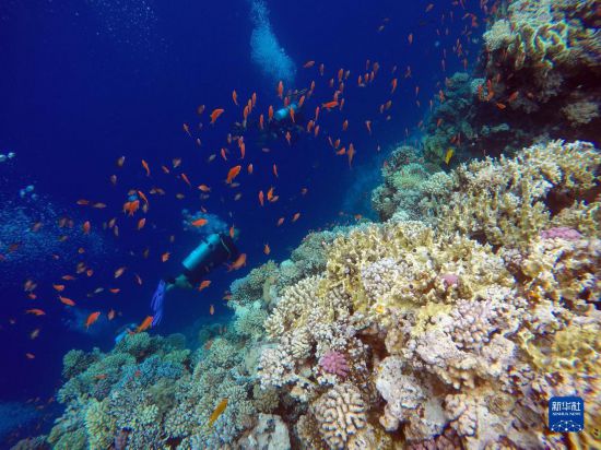  10月2日，人們?cè)诎＜拔髂伟雿u達(dá)哈布藍(lán)洞內(nèi)的珊瑚旁深潛。新華社記者 隋先凱 攝