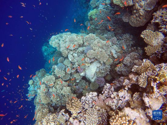  這是10月2日在埃及西奈半島達(dá)哈布藍(lán)洞內(nèi)拍攝的珊瑚和魚類。新華社記者 隋先凱 攝