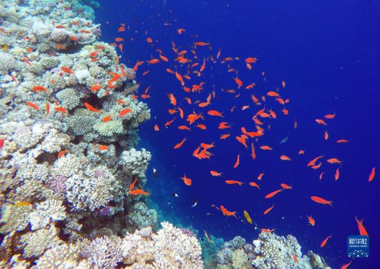  這是10月2日在埃及西奈半島達(dá)哈布藍(lán)洞內(nèi)拍攝的珊瑚和魚類。新華社記者 隋先凱 攝