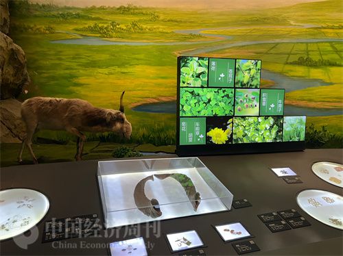   （中醫(yī)藥博物館展出的各類(lèi)中藥材令人應(yīng)接不暇。中國(guó)經(jīng)濟(jì)周刊記者 郭志強(qiáng) 攝）