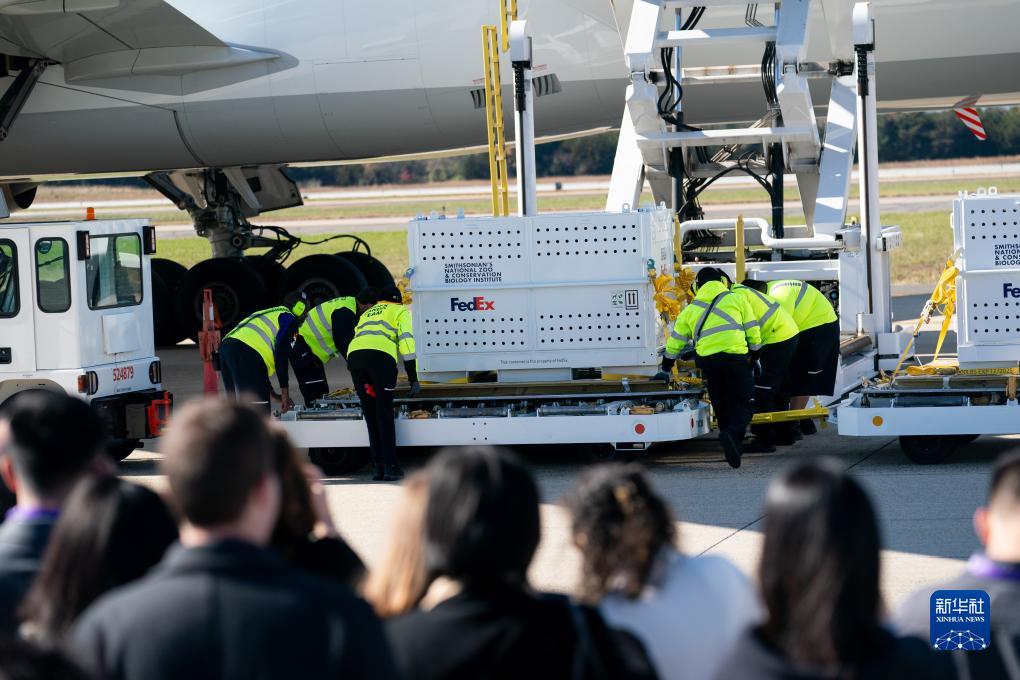 11月8日，在美國弗吉尼亞州的華盛頓杜勒斯國際機場，裝有大熊貓的特制“旅行包廂”準(zhǔn)備運上專機。新華社記者劉杰攝