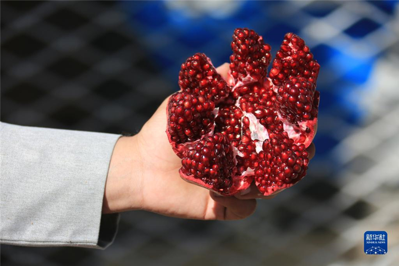 11月10日，在阿富汗首都喀布爾，商販展示產(chǎn)自阿富汗南部坎大哈省的石榴。新華社發(fā)（塞夫拉赫曼·薩菲攝）