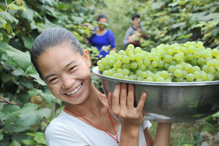 “關(guān)口葡萄谷”正成為花坪鎮(zhèn)域經(jīng)濟發(fā)展的重要增長點。