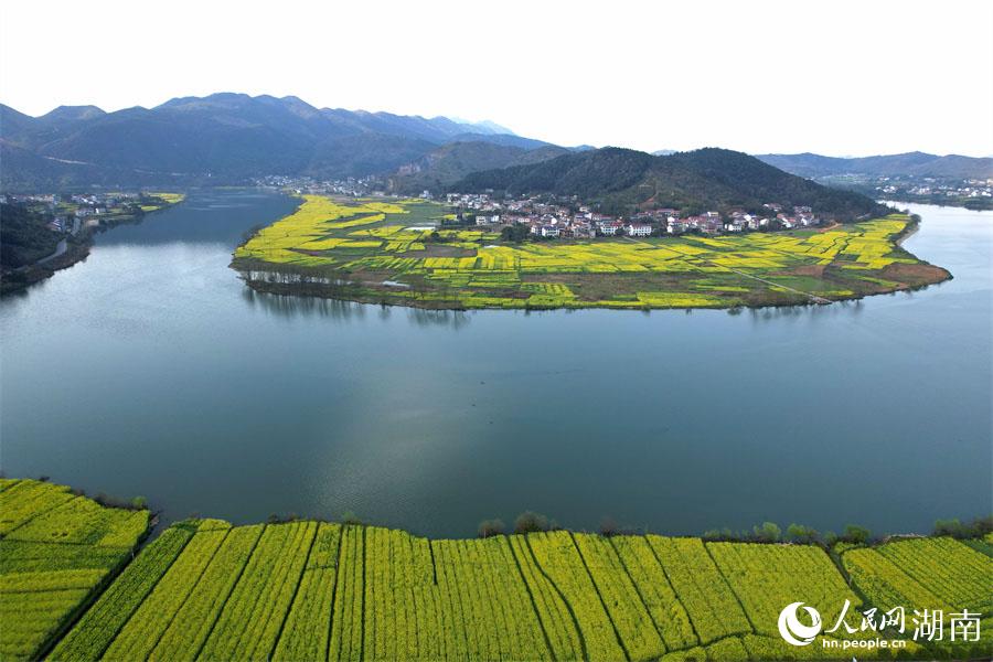 春江水暖，油菜花開。人民網(wǎng) 李芳森攝