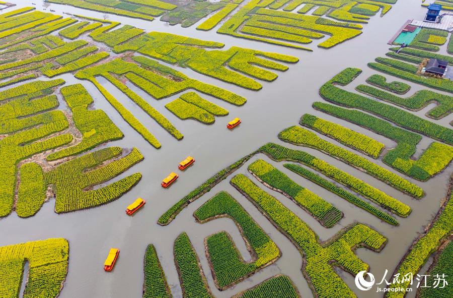 萬畝“垛田”陸續(xù)披上金裝。周社根攝