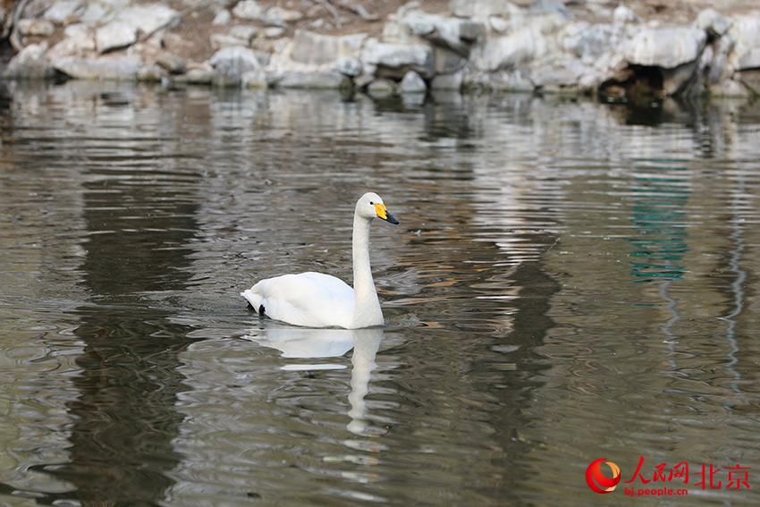 北京動物園水禽湖上，水鳥游弋其中，傳遞春的消息。人民網(wǎng) 尹星云攝