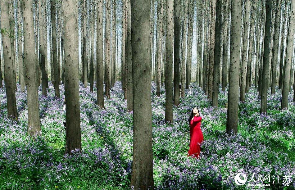 大地好像鋪上了夢(mèng)幻般的地毯，分外迷人。陳義寶攝