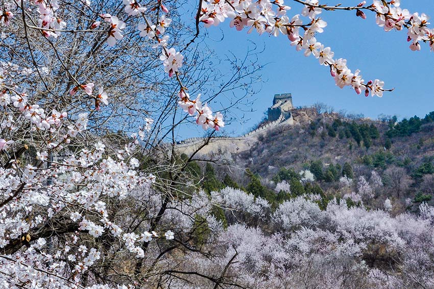 眼下，八達(dá)嶺長城內(nèi)外春花爭艷。陸軍攝