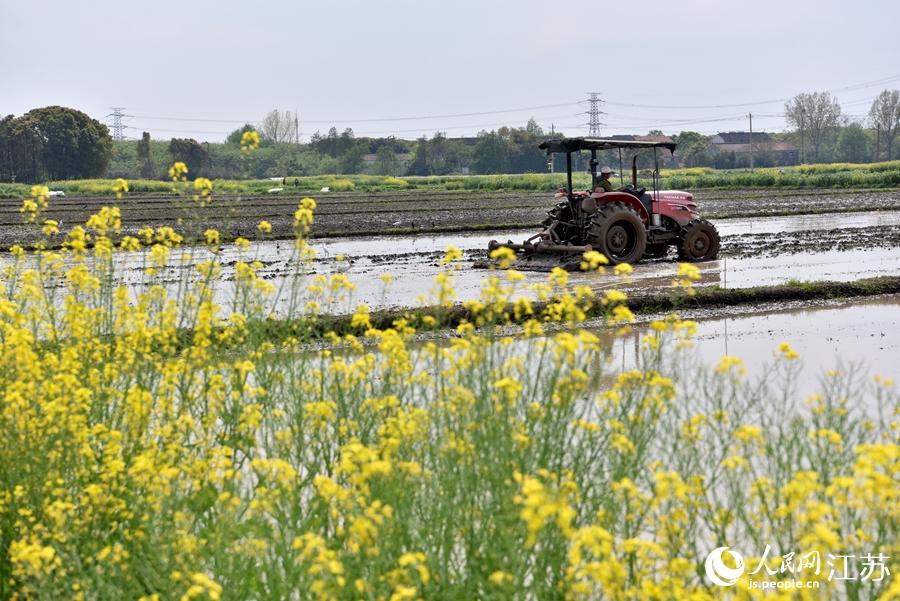 第一批早稻開(kāi)始插播。崔煒攝