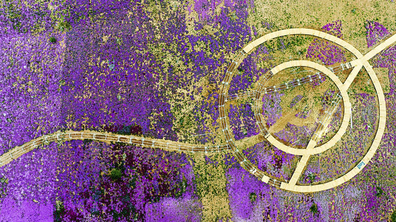 邯鄲市復(fù)興區(qū)德豐生態(tài)園的300畝芝櫻花進入最佳觀賞期。放眼望去，五彩音符和豎琴造型下的芝櫻花恰似披上了一層色彩斑斕的錦緞，蔚為壯觀。聶長青攝