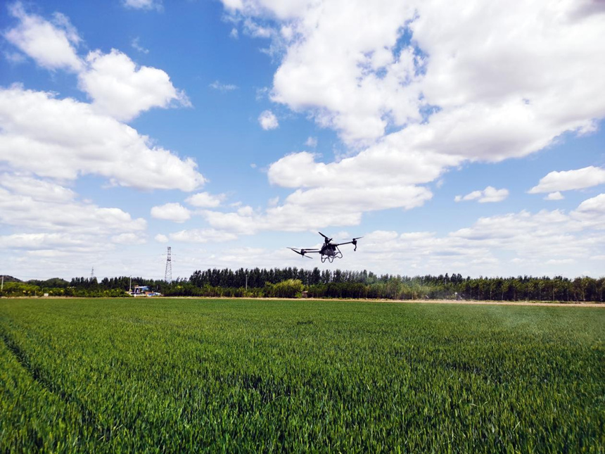 河北省遷安市扣莊鎮(zhèn)海沃之豐合作社利用植保無人機進行“一噴三防”作業(yè)。 張友青攝