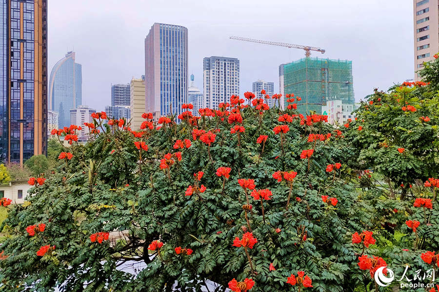 廈門火焰木進(jìn)入盛放期。人民網(wǎng) 陳博攝