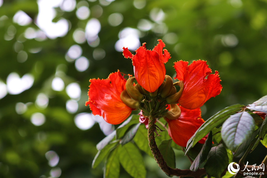火焰木花冠呈鐘形。人民網(wǎng) 陳博攝