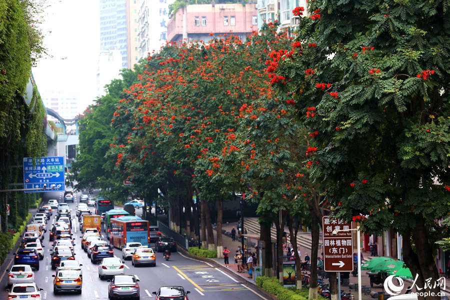 廈禾路兩側(cè)的行道樹頂猶如披上一層紅紗。人民網(wǎng) 陳博攝