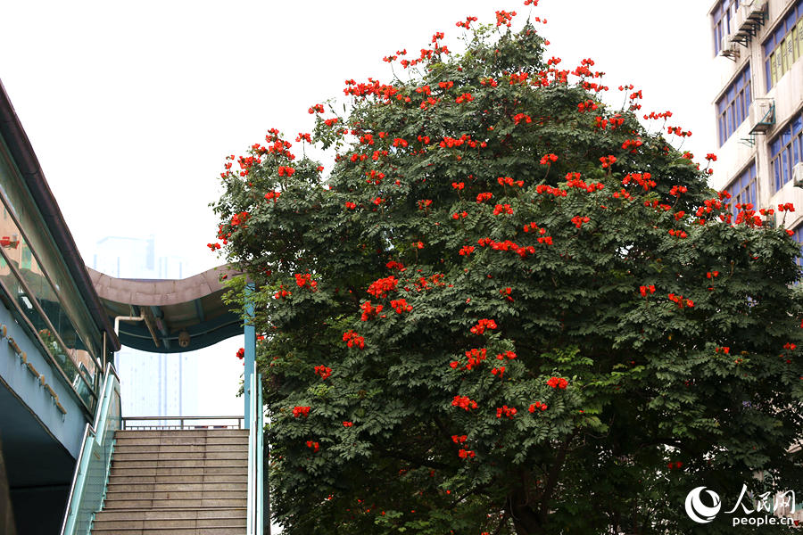 廈門市金榜公園BRT站旁的火焰木。人民網(wǎng) 陳博攝