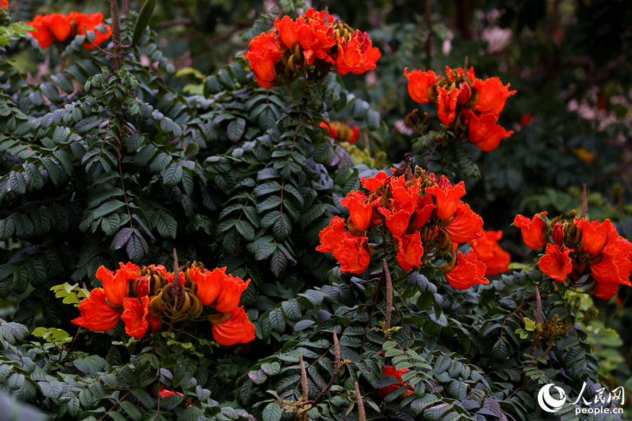 火焰木花朵聚成緊密的傘房式總狀花序。人民網(wǎng) 陳博攝