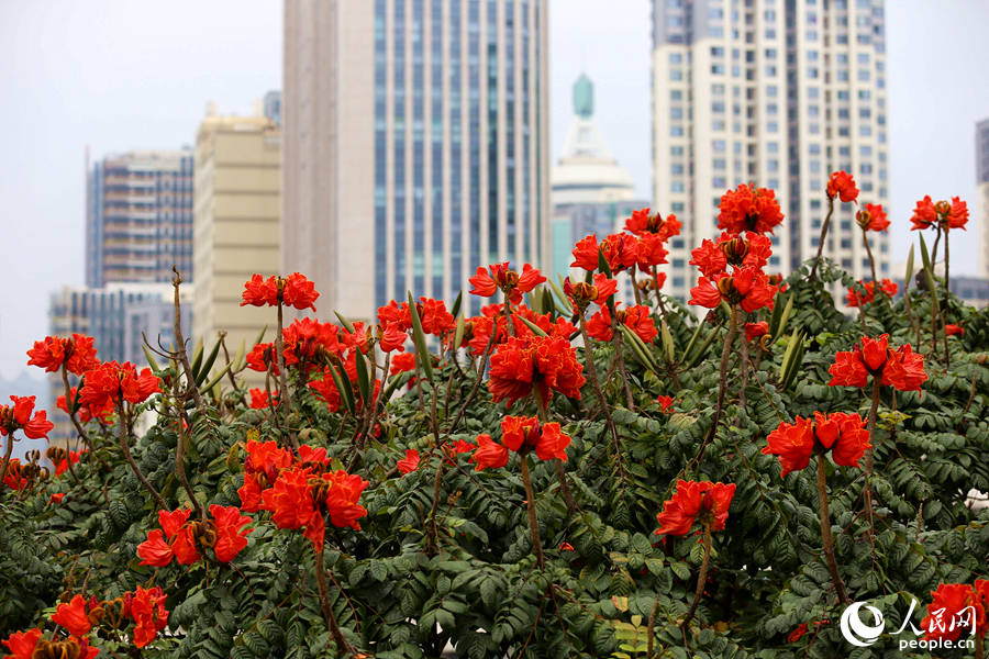 火焰木花朵在樹頂連片盛開。人民網(wǎng) 陳博攝