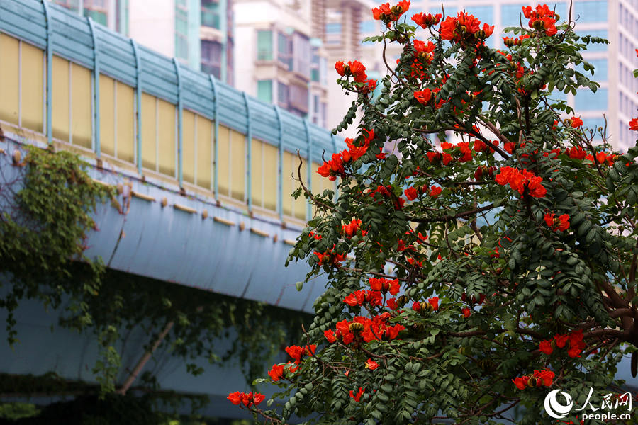 火焰木樹高10米以上，高度與BRT高架橋相當(dāng)。人民網(wǎng) 陳博攝