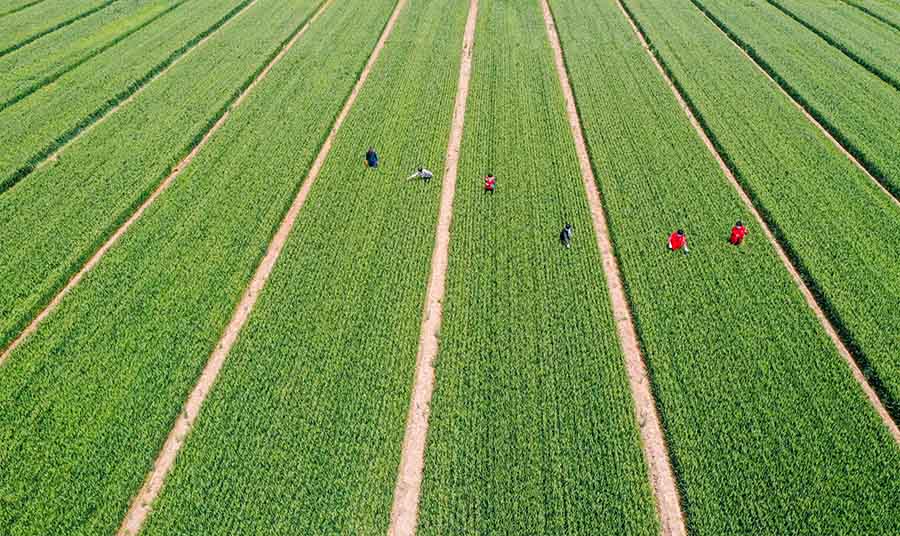山東省鄒平市蔡家村高標(biāo)準(zhǔn)農(nóng)田，農(nóng)民在進(jìn)行去雜作業(yè)。