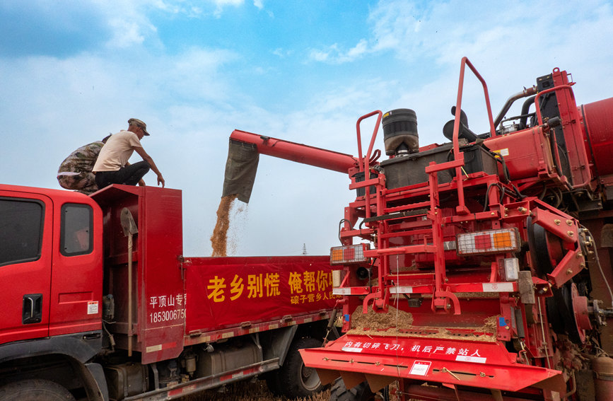 魯山縣組織多種形式的志愿隊(duì)伍，幫助困難群眾解決夏收夏種難題。葉全花攝